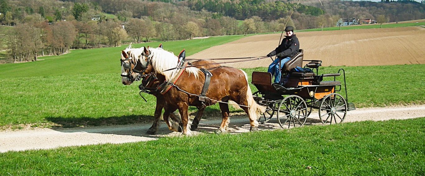 Kutschfahrt in der Eifel mit Pferden auf einem Feldweg bei Berndorf