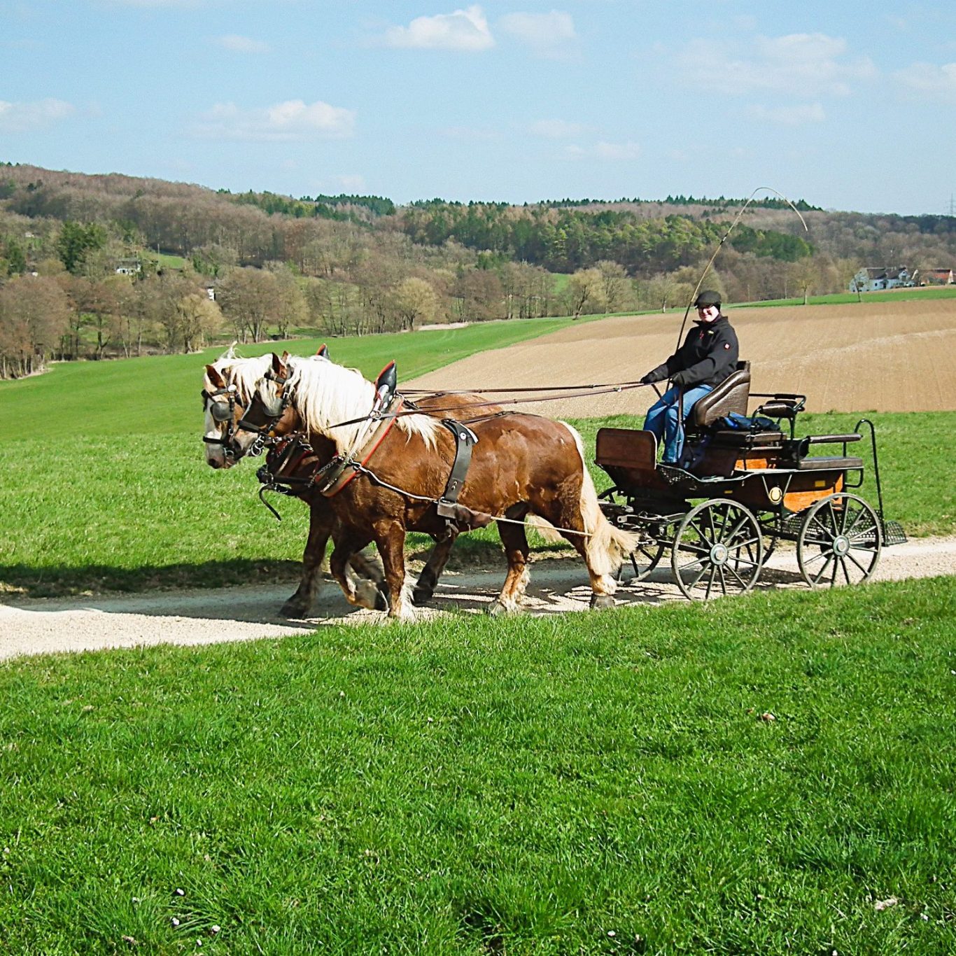 Kutschfahrt in der Eifel für 2 bis 3 Personen mit Pferden der Eifelkutsche.